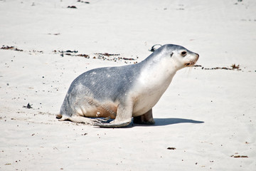 this is a side view of a young sea lion