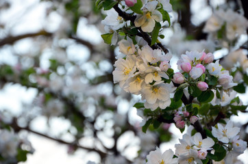  branch of a blossoming apple tree in the garden