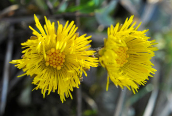 In nature, bloom early spring plant coltsfoot (Tussilago farfara)