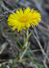 In nature, bloom early spring plant coltsfoot (Tussilago farfara)