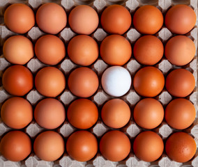 Brown chicken eggs and one white agg in carton box made of recycled waste paper background. Top view with copy space. Organic farming concept