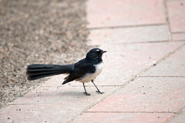 the willy wagtail is a small black and white bird