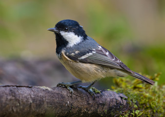 Coal Tit (periparus ater) sits on fallen old mossy branch near a water pond in the forest