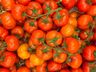 Close up on fresh green tomatoes on the retail display at the local farmers market. Agricultural products. Vegetable market supply. Banner. 