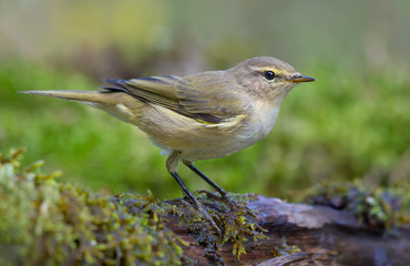 Common chiffchaff (phylloscopus collybita) looking curiously sitting on branch in wet mossy place near water pond