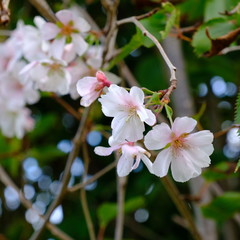 Beautiful cherry blossoms blooming in the garden