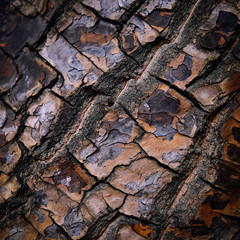 Brown Bark background of the big tree