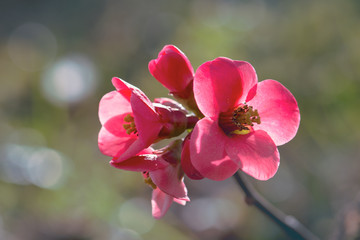 Naklejka na ściany i meble japanese quince pink springtime flowers