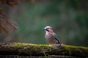 Garrulus glandarius - Eichelhäher