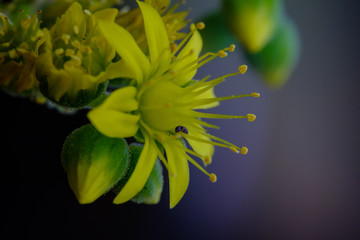 Macro photography. Little ant looking for food on top of a small yellow flower.