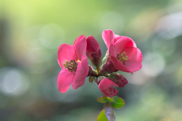 Fototapeta na wymiar japanese quince pink springtime flowers