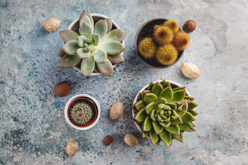 Succulent and cactus plants on concrete stone background. Minimal floral flat lay