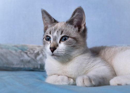 Portrait of a young Thai (Siamese) domestic cat lying on a bed. The cat with blue eyes looks away from the camera. Selective focus, blurred background