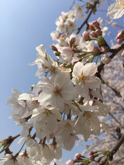 桜