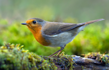 European Robin (erithacus rubecula) active posing on a dense green mossy tree branch near water