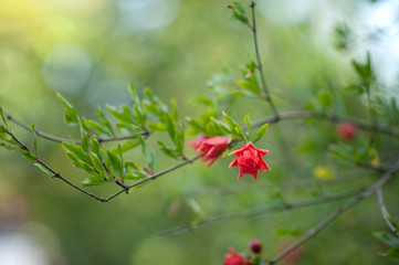 pomegranate flowers on a branch in the garden