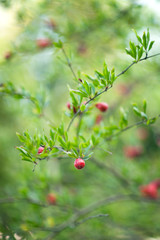 pomegranate flowers on a branch in the garden