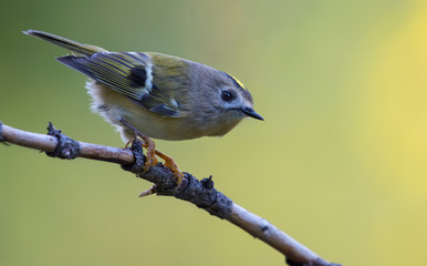 Small Goldcrest (regulus regulus) perched on little twig in green forest 