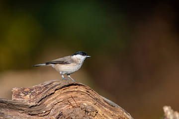 Sumpfmeise - Poecile palustris