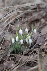 snowdrops 