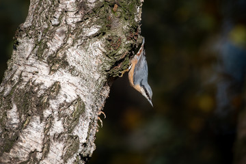Kleiber - Sitta europaea