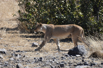 Female lion in Etosha National Park, Namibia