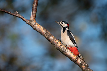 Buntspecht auf einem Ast