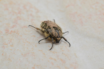 Insecte : un scarabée couvert de terre.