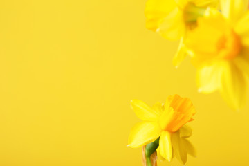 Fototapeta na wymiar Yellow daffodil on yellow background. Conceptual background with copy space.