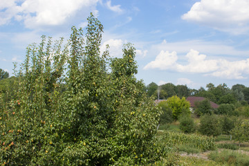 Green fruit tree pear, concept village