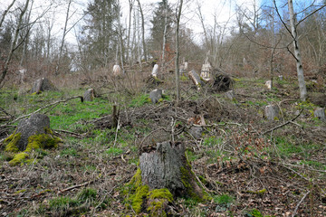 Baumstümpfe von gefällten Bäumen im Wald Anfang März 2020 im Westerwald - Stockfoto