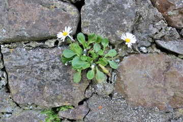 flowers on rock