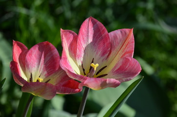 Naklejka premium Top view of two vivid pink tulip in a garden in a sunny spring day, beautiful outdoor floral background photographed with soft focus