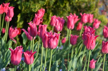 Side view of many vivid pink tulips in a garden in a sunny spring day, beautiful outdoor floral background photographed with soft focus