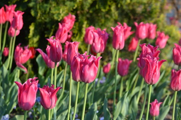 Fototapeta premium Side view of many vivid pink tulips in a garden in a sunny spring day, beautiful outdoor floral background photographed with soft focus