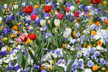 Close up of many delicate mixed colored tulips in full bloom in a sunny spring garden, beautiful outdoor floral background with yellow, red, pink and white flowers