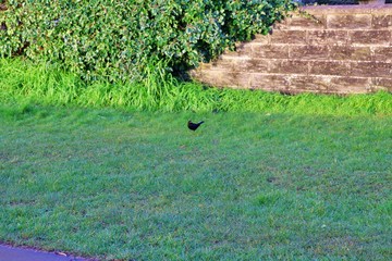 bird grass green nature