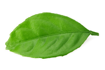 Fototapeta na wymiar citrus leaves isolated on a white background