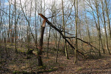 Umgeknickter Baum nach Sturm im Wald - Stockfoto