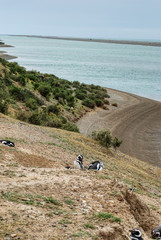 Obraz na płótnie Canvas Pinguins in Patagonia Argentina