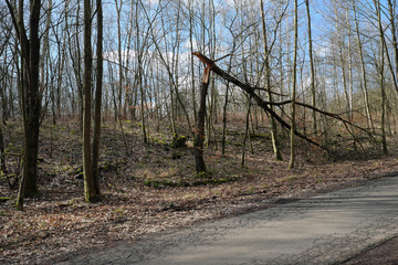 Umgeknickter Baum nach Sturm im Wald - Stockfoto