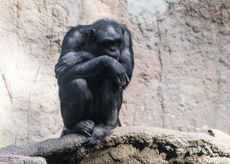 Fototapeta na wymiar Der Denker - Schimpanse im Leipziger Zoo
