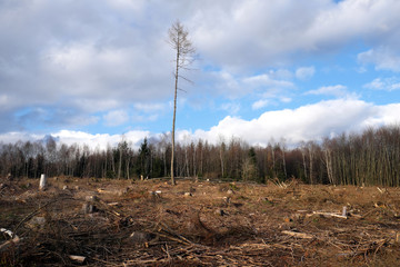 Abgeholzter Wald im Westerwald im März 2020 nach Waldschäden und Trockenheit im Vorjahr -...