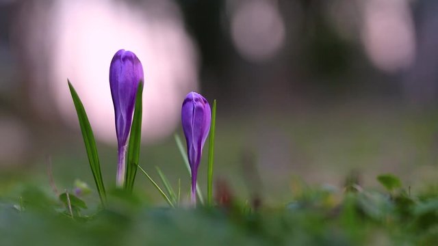 Crocus vernus or spring crocus, giant crocus, purple flower variety, a species in Family Iridaceae, native in Europe, early spring flower, ornamental plants in Iridaceae family