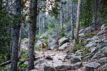 deer in forest