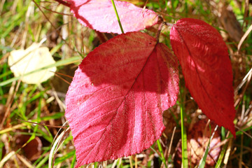 Blackberry, Leaves, Leaf, Trusetal, Thuringia, Germany, Europe