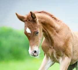 Naklejka na ściany i meble arabian horse filly colt