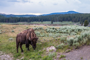 bison in wyoming