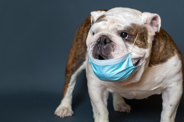 English Bulldog with medical mask