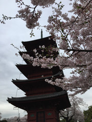 桜